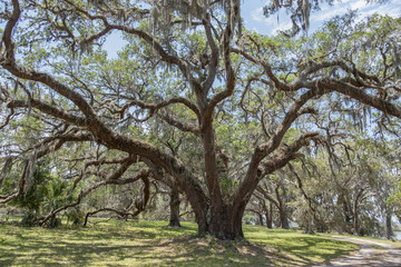 Live Oak Tree, Cumberland Island, Georgia