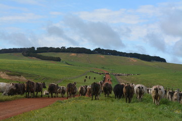 Cattle farm in Australia