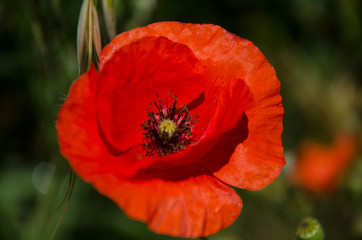 Flowers- Hvar Croatia