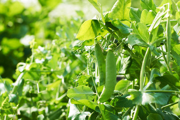 Ripe peas growing on a organic farm.