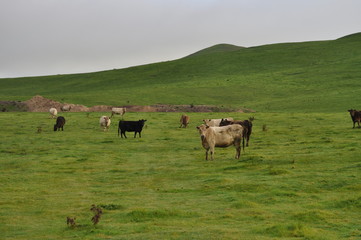 Cattle farm in Australia