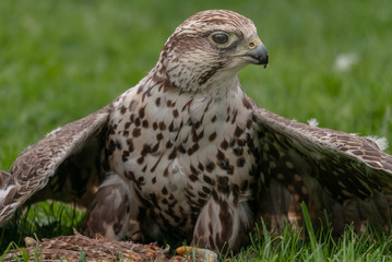 Falke
