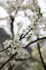 White plum blossoms bloom in spring