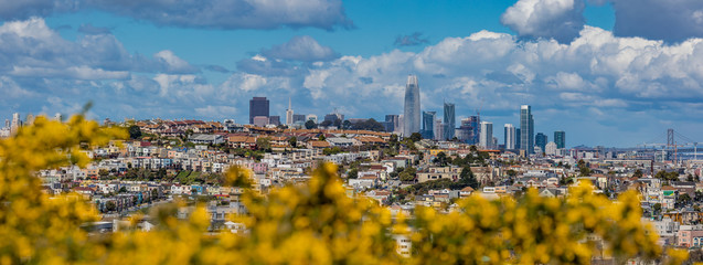 San Francisco skyline panorama with blooming flowers in the foreground