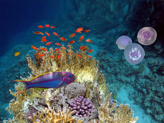 Fototapeta na wymiar Klunzinger wrasse. Red Sea