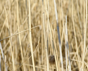 Background of reed stems.