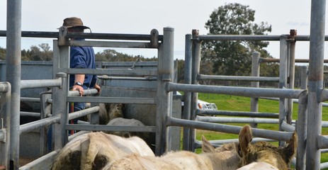 farmer working in cattle yards in australia