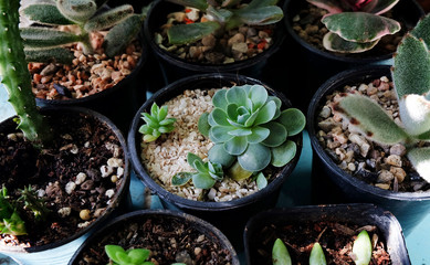 Succulent on pot, Cacti, Cactus, Cactaceae, Tree, Drought tolerant plant.
