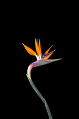 Obraz premium bird of paradise flower on a curved stem isolated on a black background