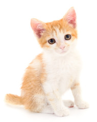Small red kitten