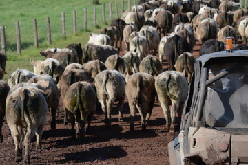 Cattle farm in Australia
