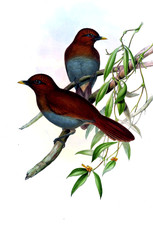 Illustration of bird