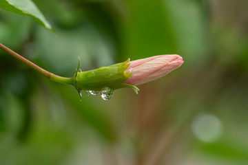 Chaba flowers are not blooming and drops of dew in the morning