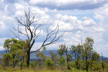 Leafless tree and storm clouds in the Atherton Tableland in Queensland, Australia