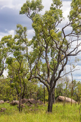 Boulders and trees under a moody sky on the Atherton Tableland in Queensland, Australia