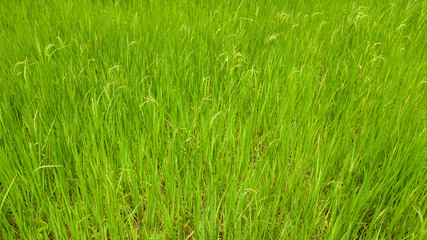 Rice plants in the fields