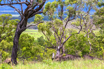Forest with hill and boulder on the Atherton Tableland with cattle on the plain in Queensland, Australia