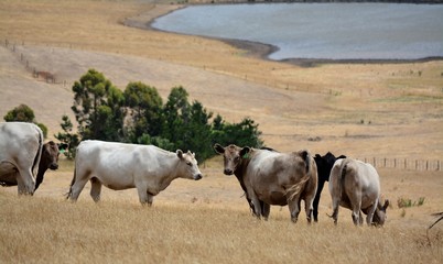 Herding cattle in australia