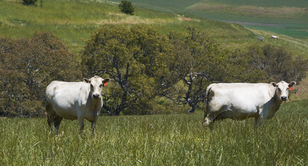 Cattle grazing