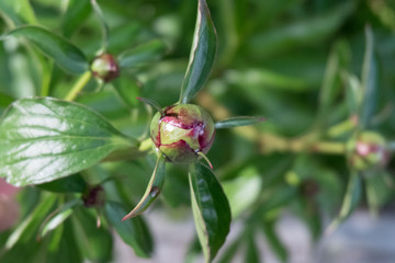 Unopened bud of peony in the garden