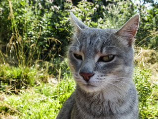 Gray cat sitting on green grass
