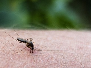 mosquito on human skin close up.