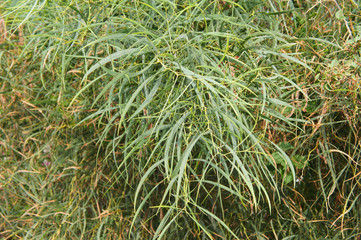 Acacia saligna plant green foliage