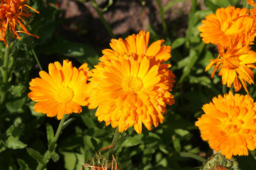 Calendula officinalis or pot marigold orange flowers