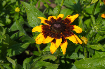 Rudbeckia hirta yellow flower head