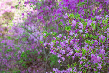 セラミックパークＭＩＮＯに咲く山ツツジ（岐阜県、日本）