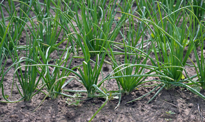 Green onion in the open ground