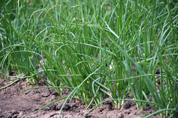Green onion in the open ground