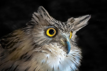 Brown Fish Owl (Ketupa zeylonensis), side view closeup and isolated on black background.