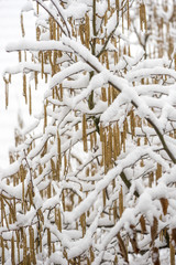 Closeup of snow-covered catkins of common hazel (Corylus avellana)