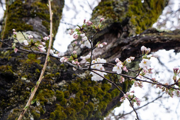 白川郷、老木の桜（岐阜県、日本）