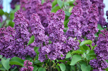 Lilac bush is purple