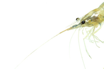 a head of a fresh water shrimp