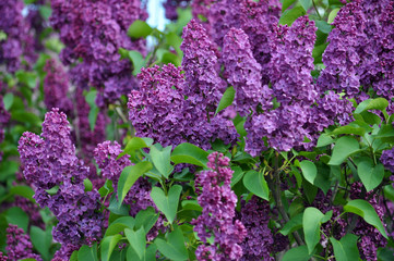 Lilac bush is purple