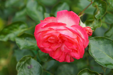 Fototapeta premium hybrid red rose head with green foliage