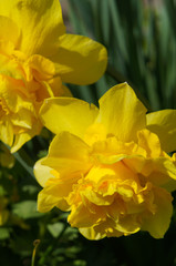 Double narcissus dick wilden spring yellow flowers