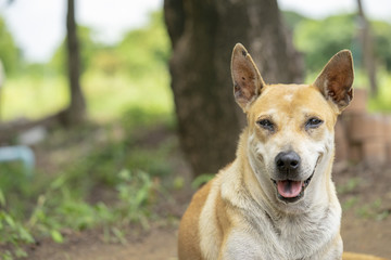 Dogs waiting for the owner back.