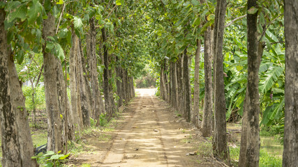 The tree teak that shines between the beautiful and peaceful passages.