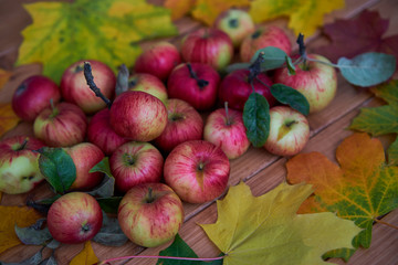 Naklejka na ściany i meble Autumn apples, autumn leaves, organic fresh red apples in a village