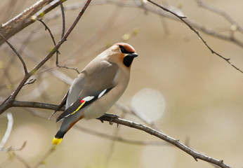 Waxwing on the branch of tree 