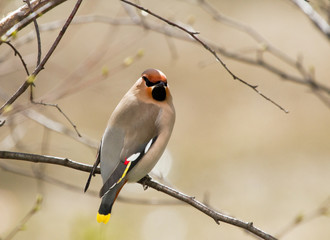 Waxwing on the branch of tree 
