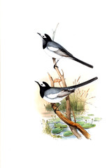 Illustration of bird