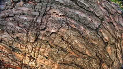 Bark of a pine tree