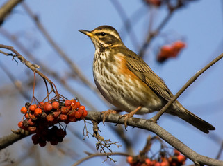 Redwing (Turdus iliacus) on the branch of mountain ash 