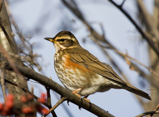 Redwing (Turdus iliacus) on the branch of mountain ash 