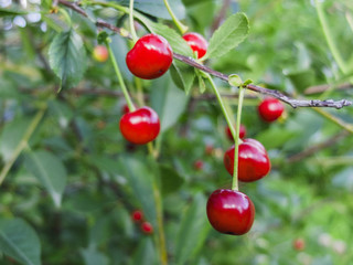 erry cherry on a Bush green background. macro